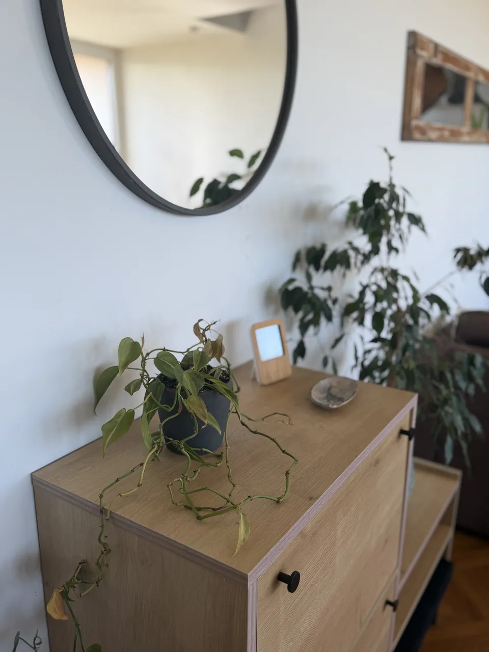 Entrée d'un appartement avec miroir rond, commode en bois clair et plantes vertes